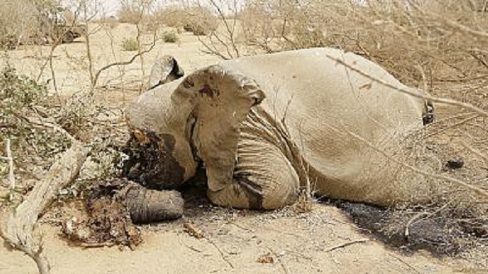 Nigeria: les éléphants menacés par Boko Haram